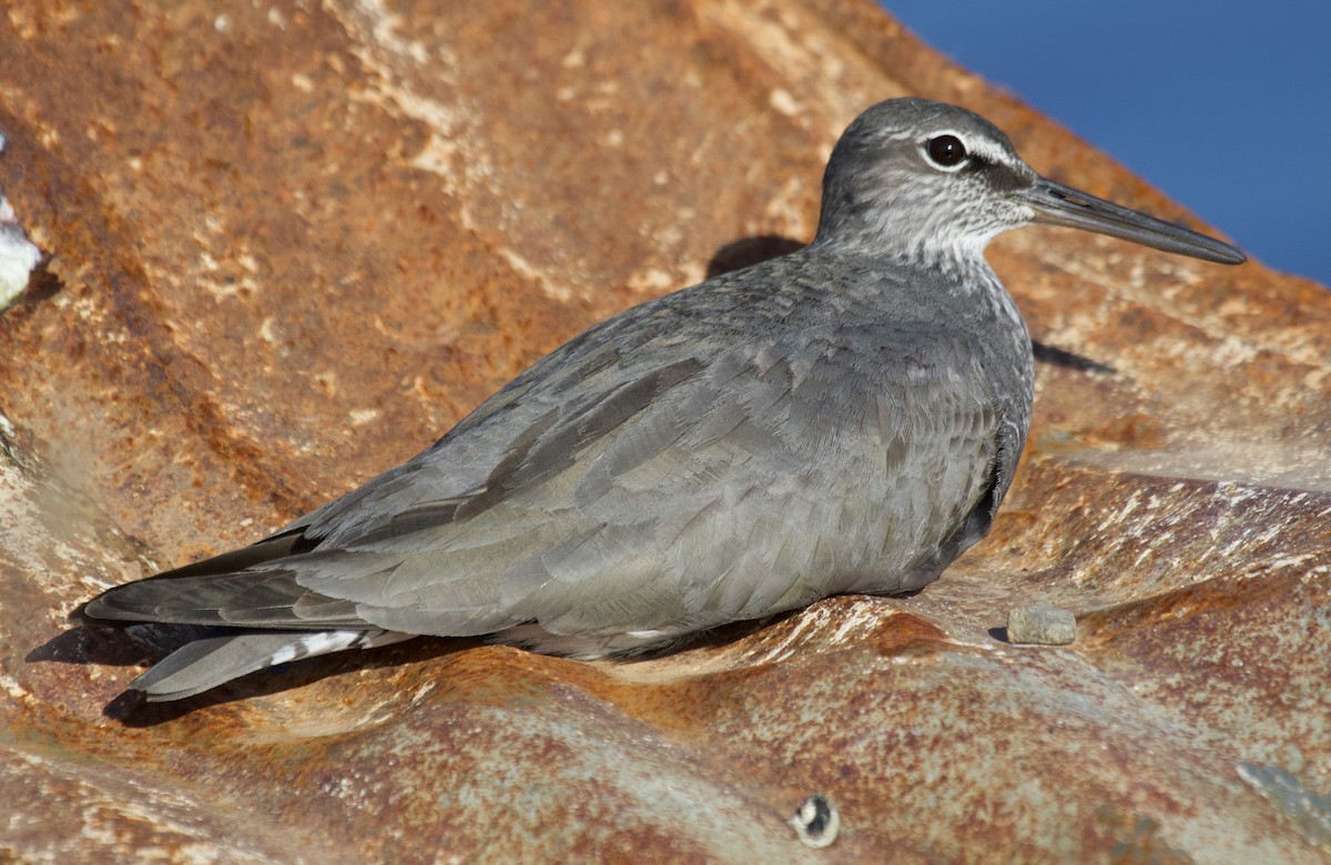 Wandering Tattler - ML620289528