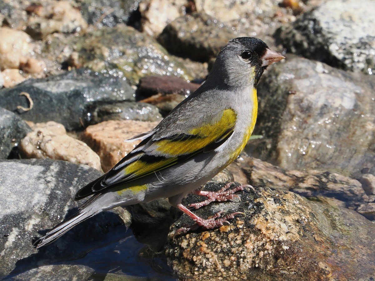 Lawrence's Goldfinch - ML620289530