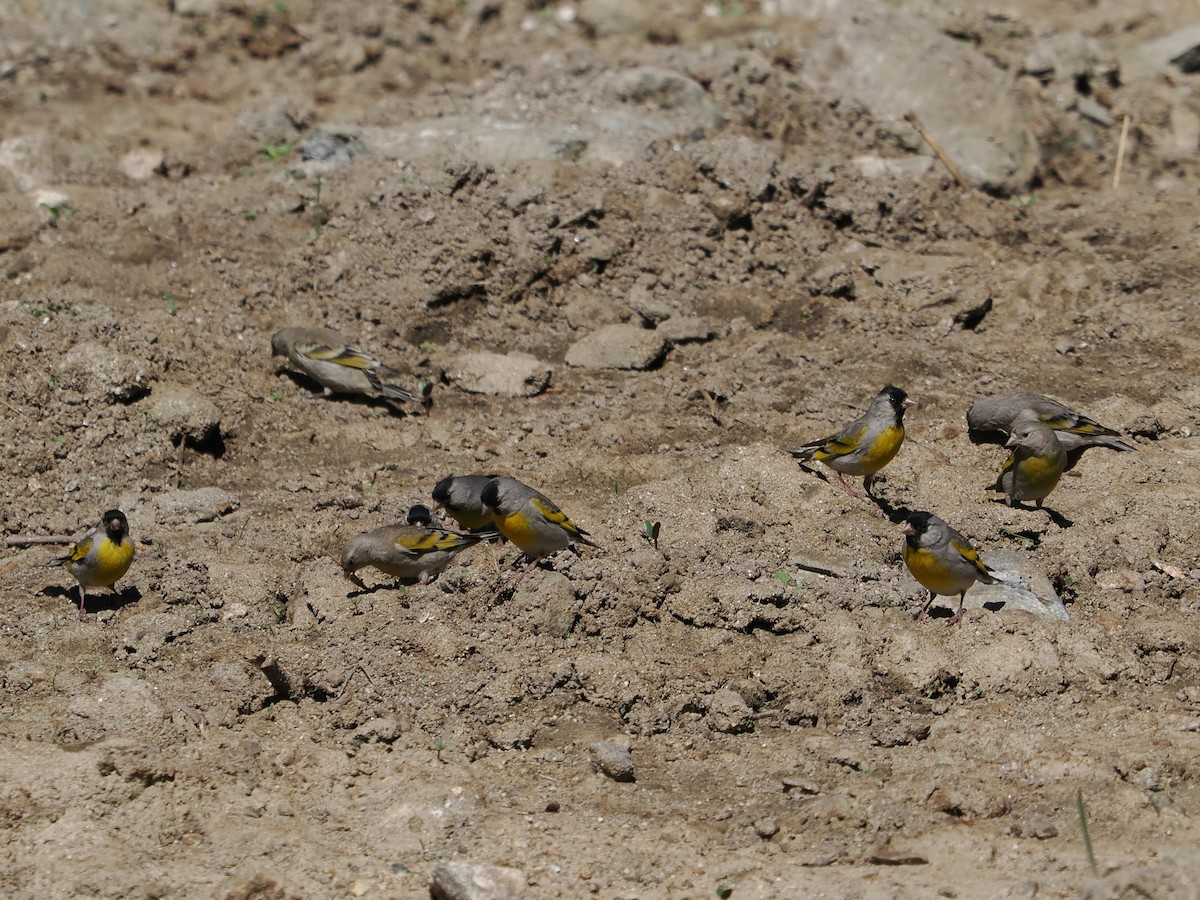 Lawrence's Goldfinch - ML620289531