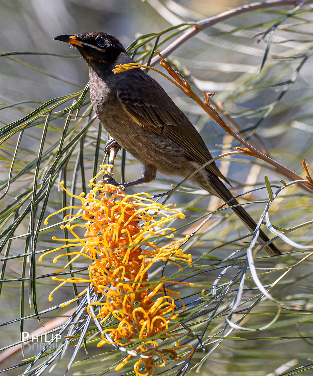 Bridled Honeyeater - ML620289532