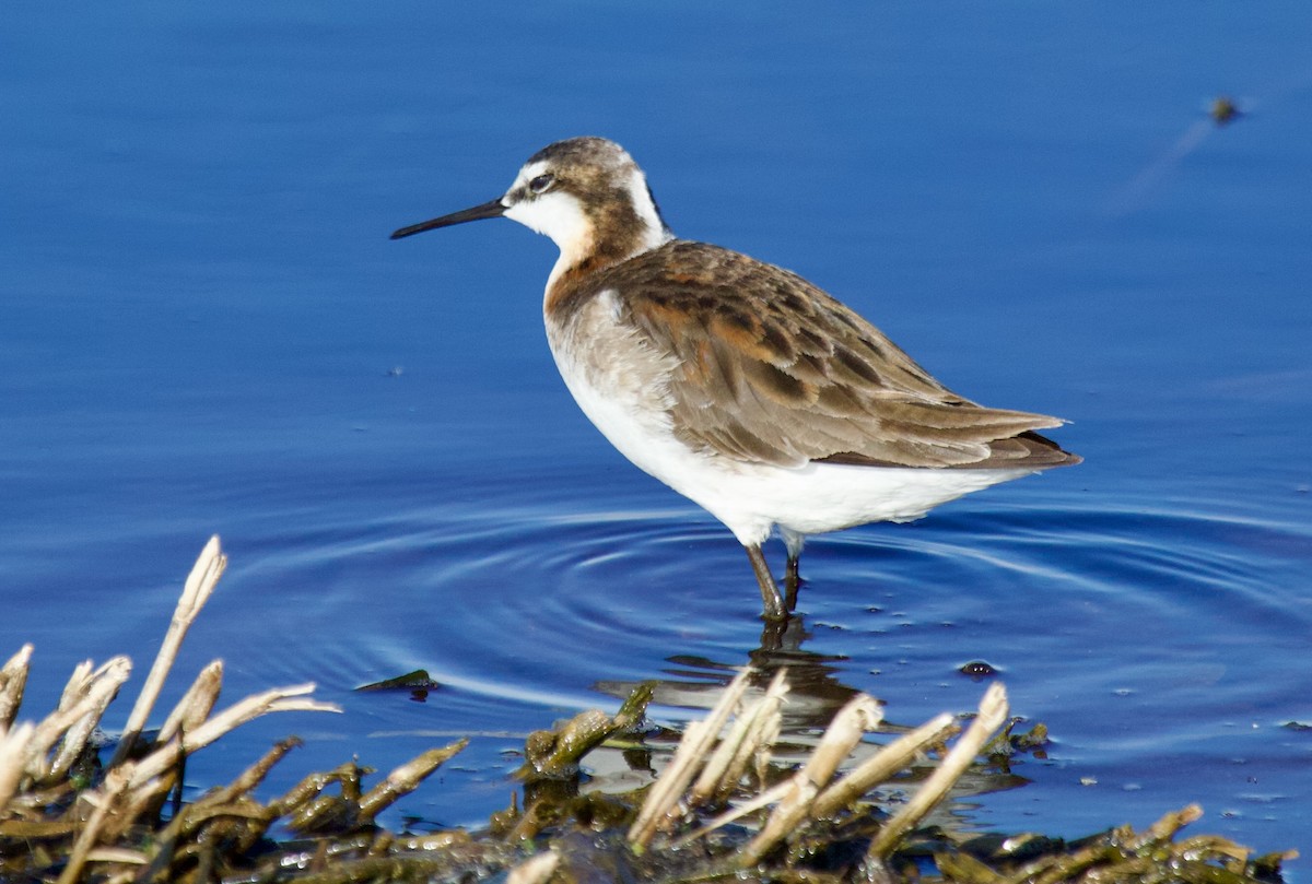 Wilson's Phalarope - ML620289534