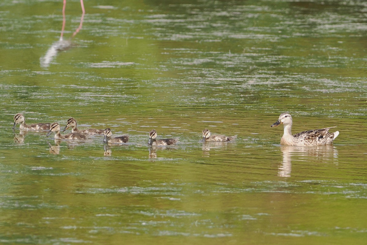 Canard colvert - ML620289535