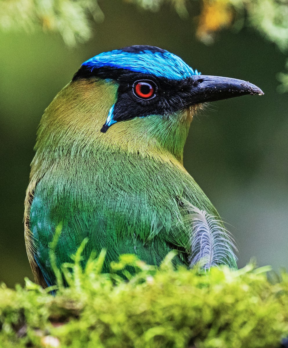 Andean Motmot - ML620289537