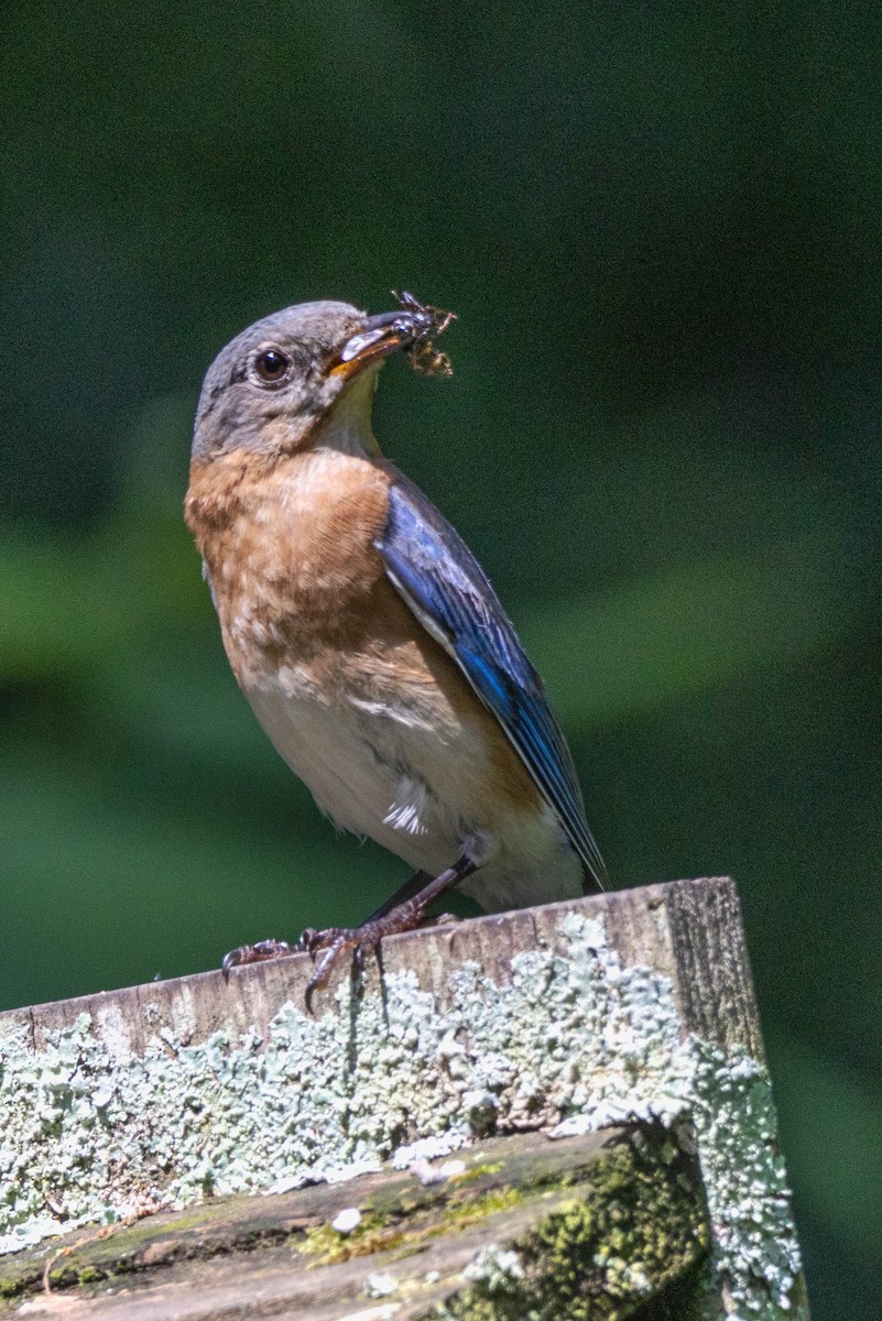 Eastern Bluebird - ML620289539