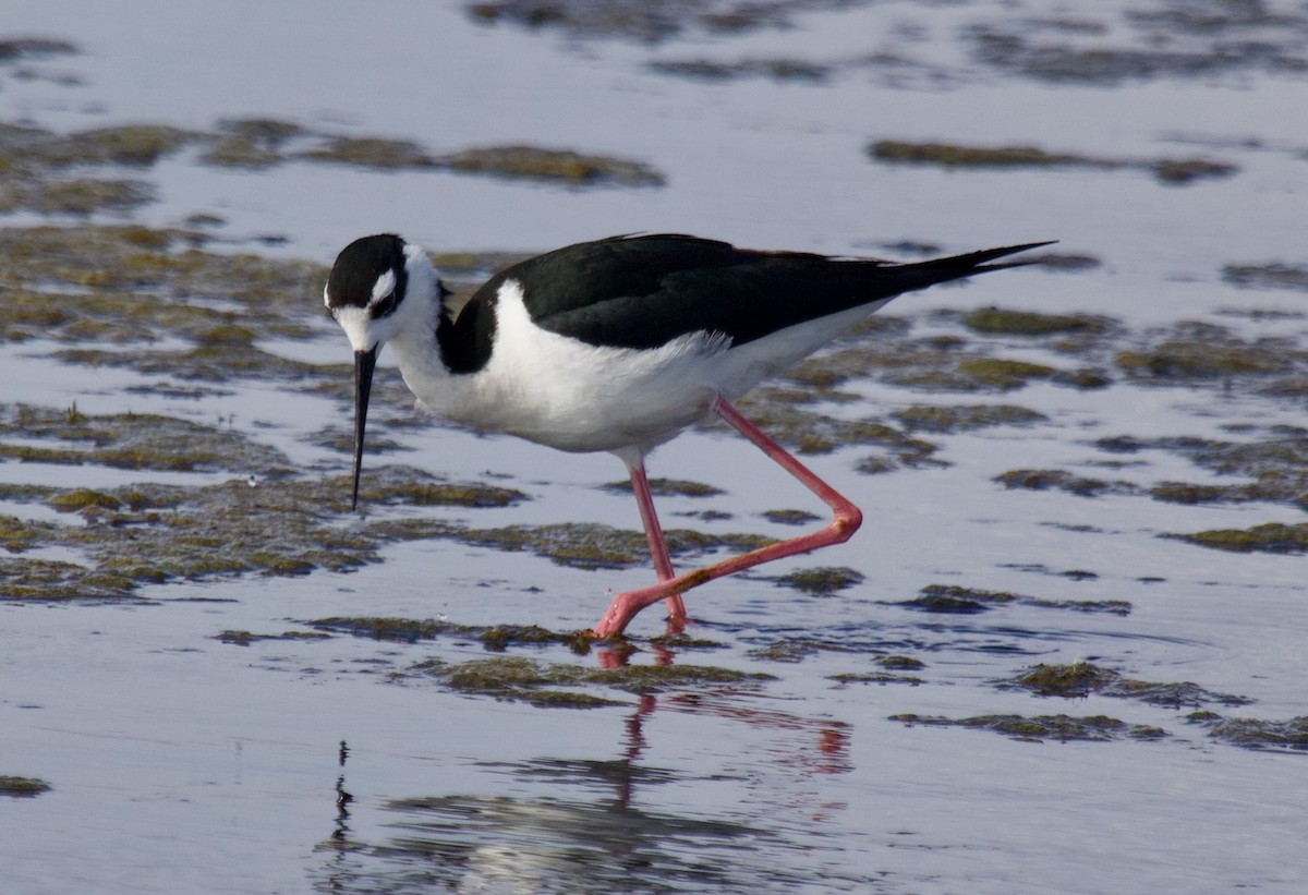 Black-necked Stilt - ML620289540