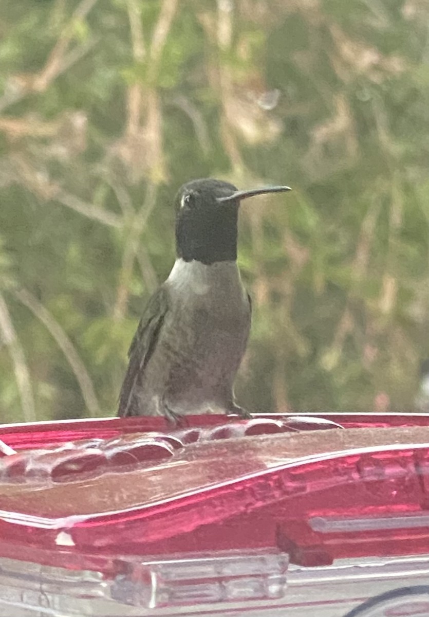 Black-chinned Hummingbird - ML620289542
