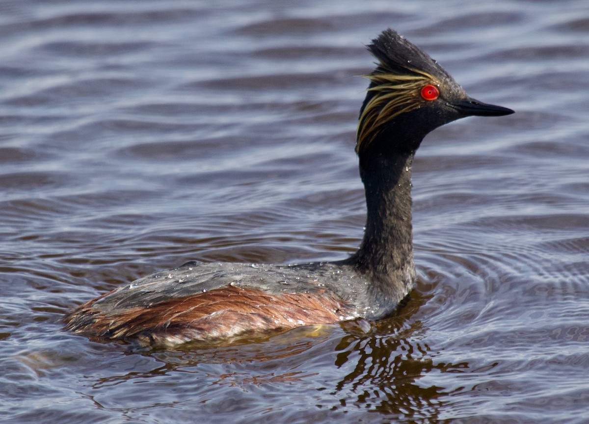 Eared Grebe - ML620289545