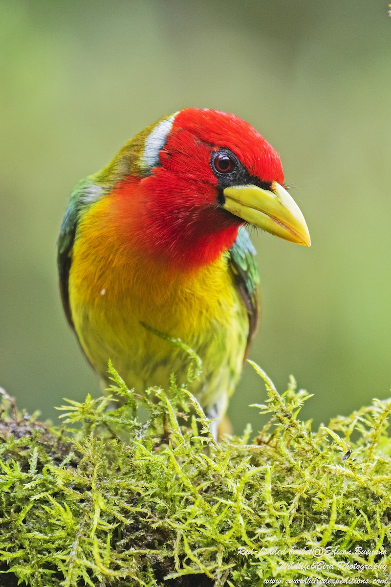 Red-headed Barbet - ML620289546