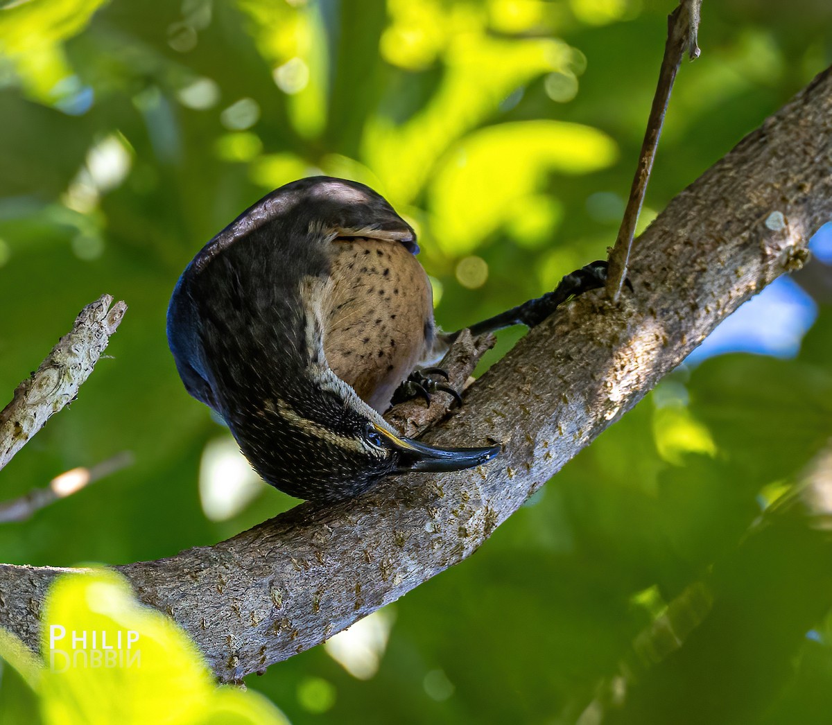 Victoria's Riflebird - ML620289553