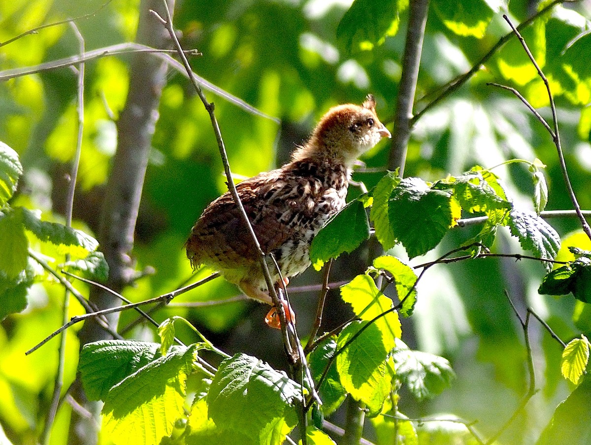 Ruffed Grouse - ML620289557