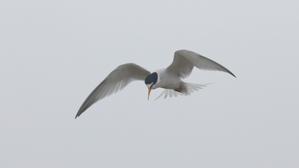 Least Tern - ML620289572