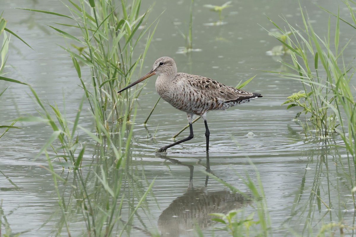 Hudsonian Godwit - ML620289574