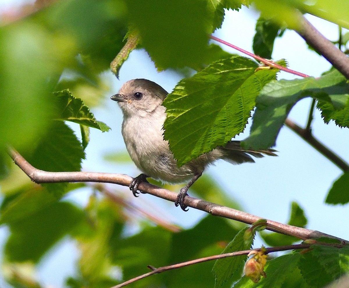 Bushtit - ML620289575