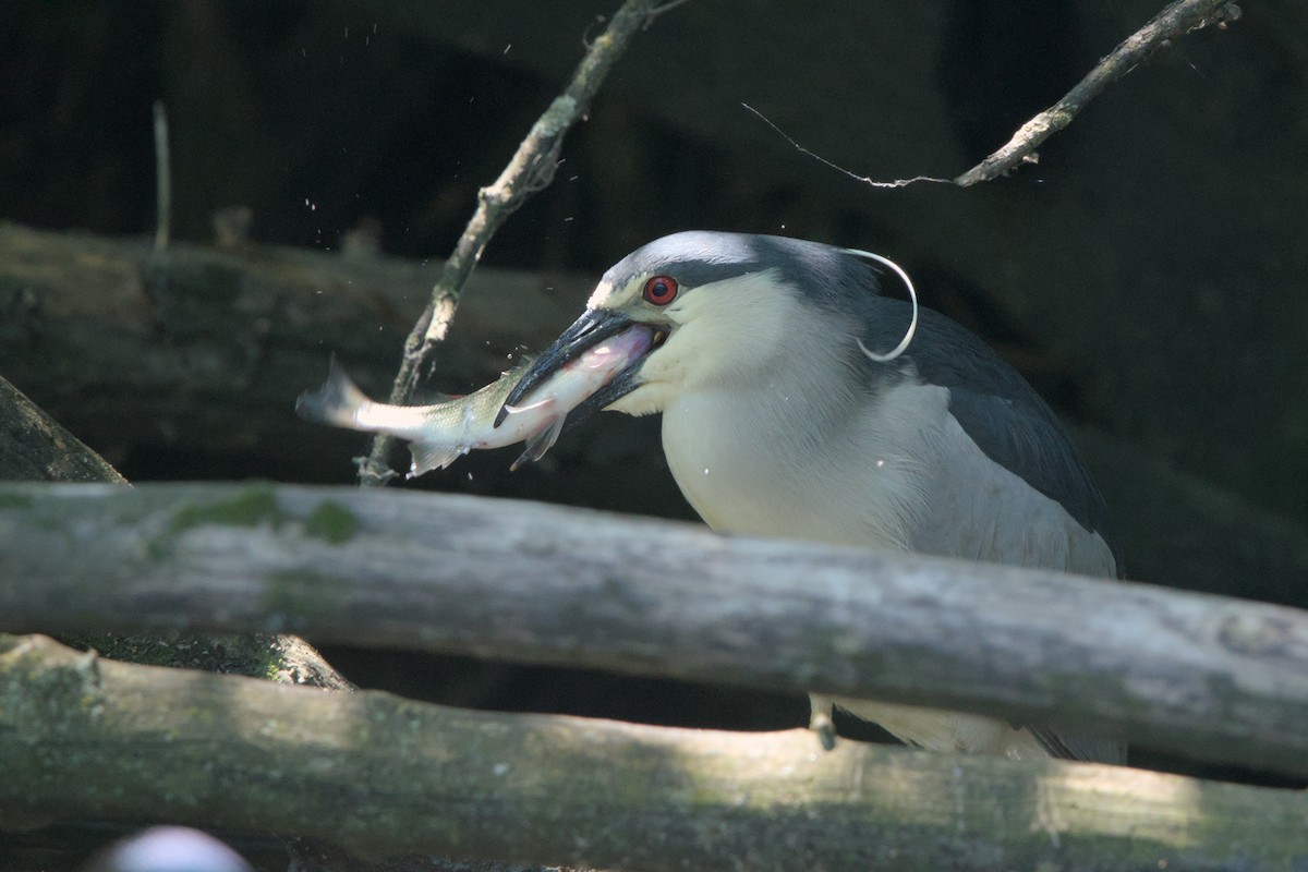 Black-crowned Night Heron - ML620289588