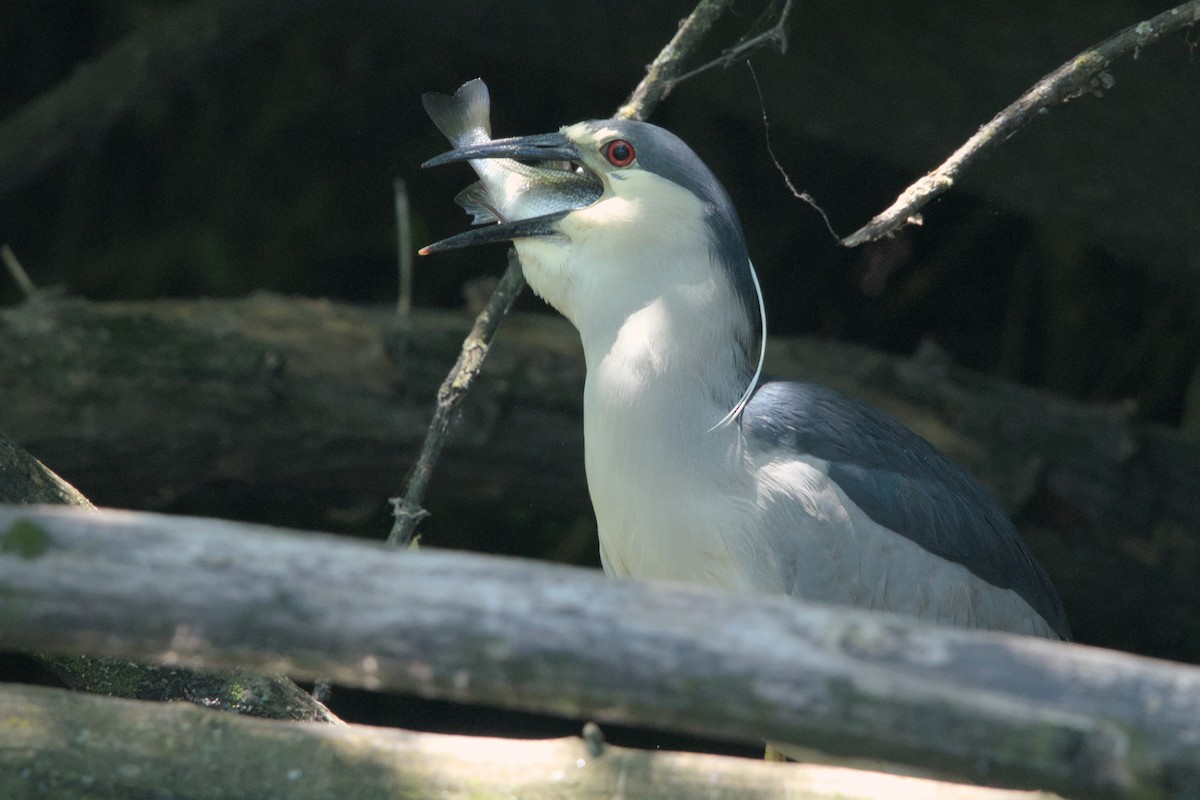 Black-crowned Night Heron - ML620289589