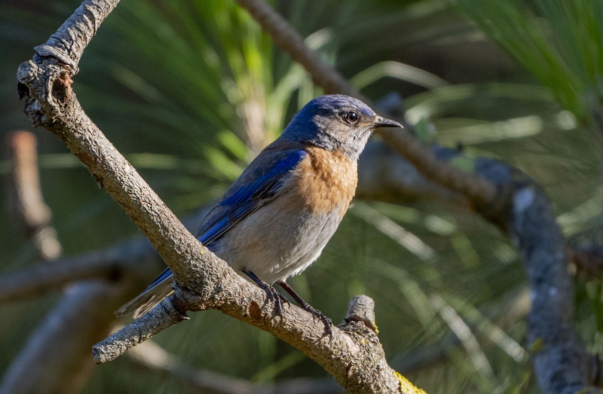 Western Bluebird - ML620289592