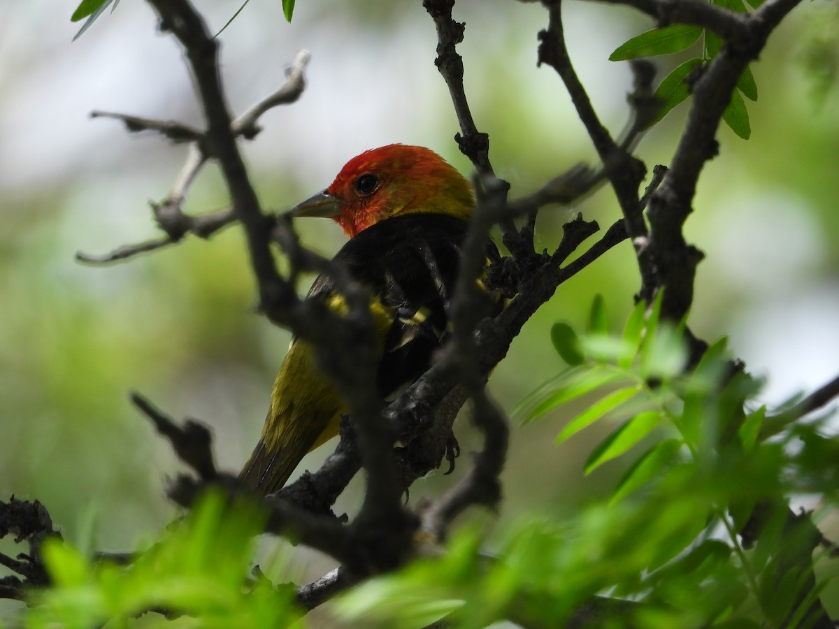 Western Tanager - ML620289594