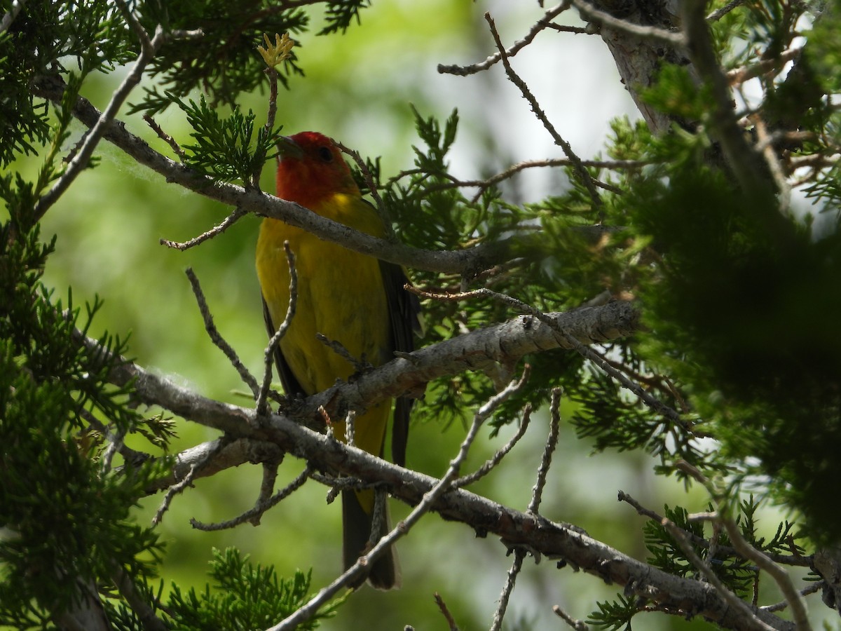 Western Tanager - ML620289595