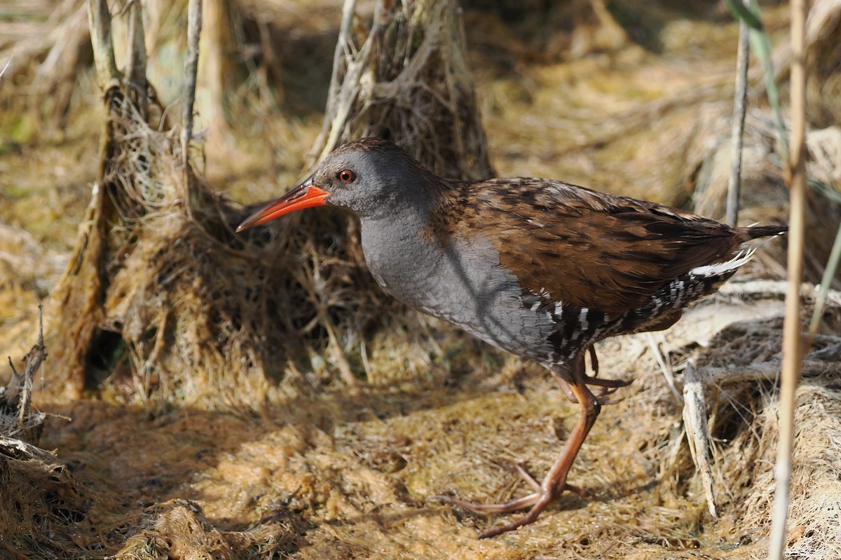 Water Rail - ML620289601