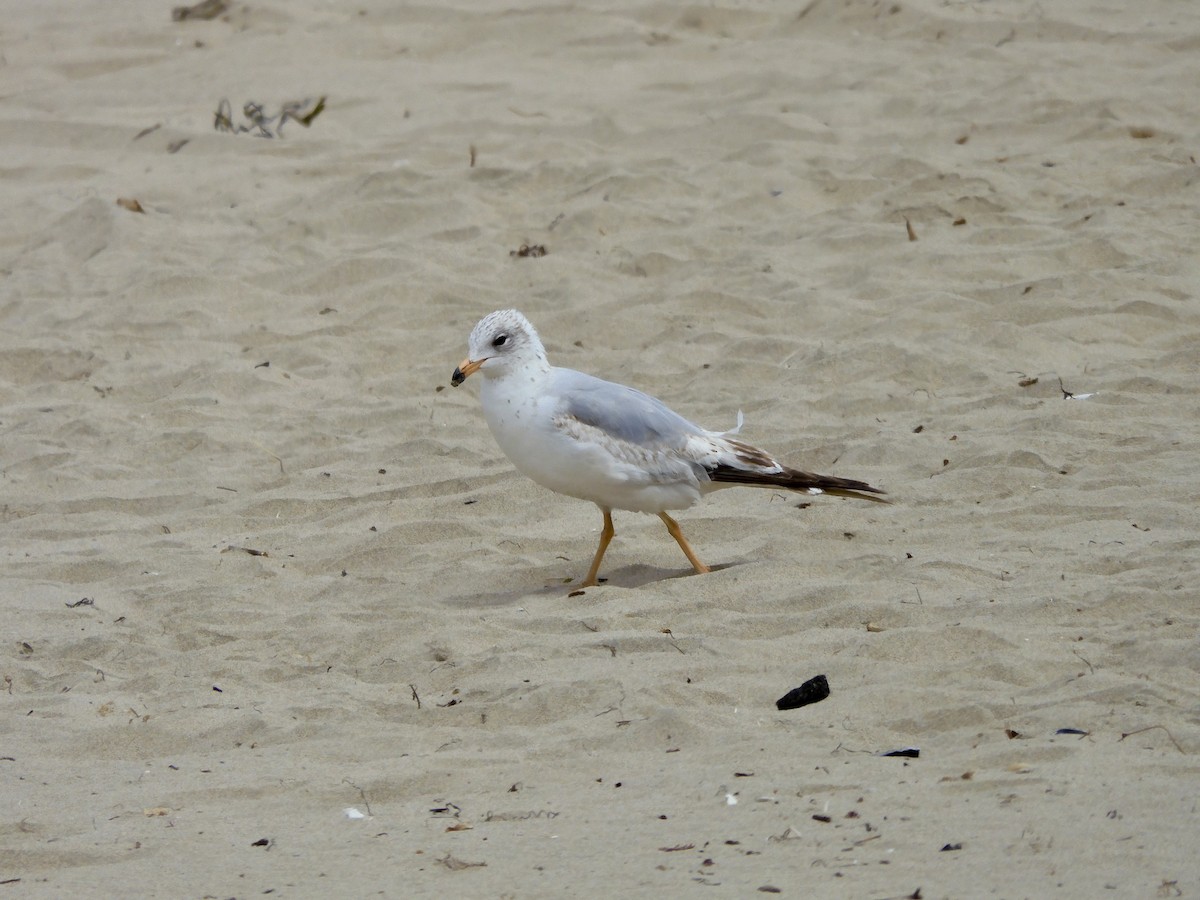 Ring-billed Gull - ML620289604