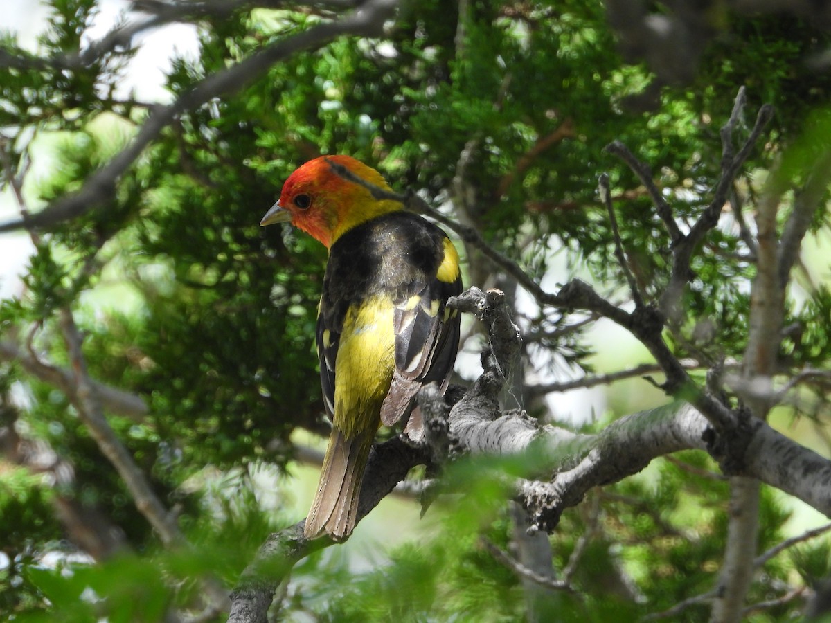 Western Tanager - ML620289611