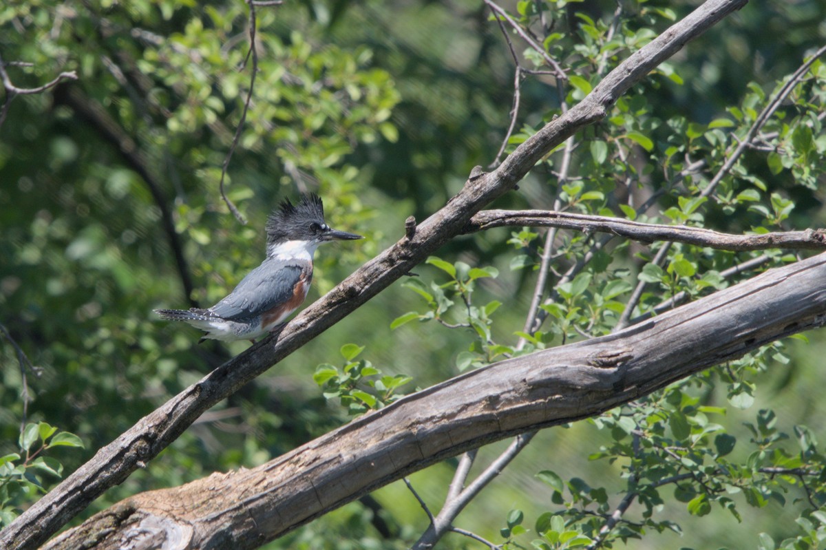 Belted Kingfisher - ML620289613