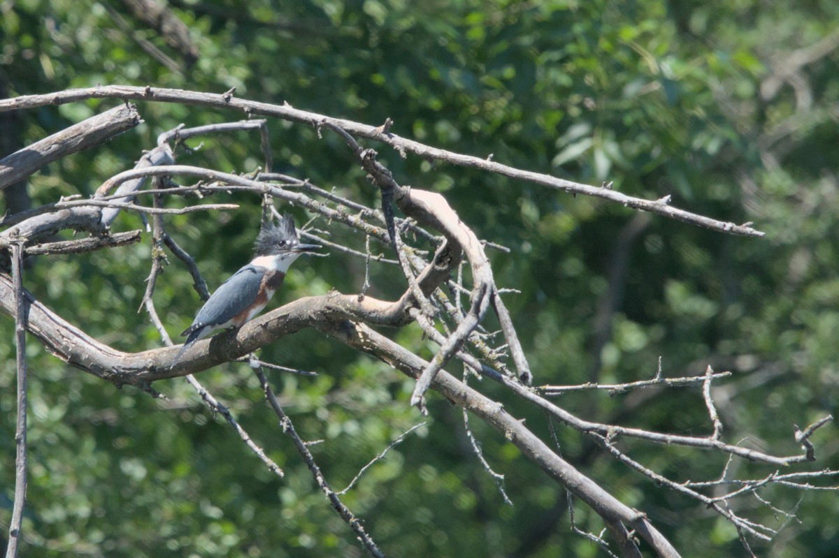 Belted Kingfisher - ML620289614