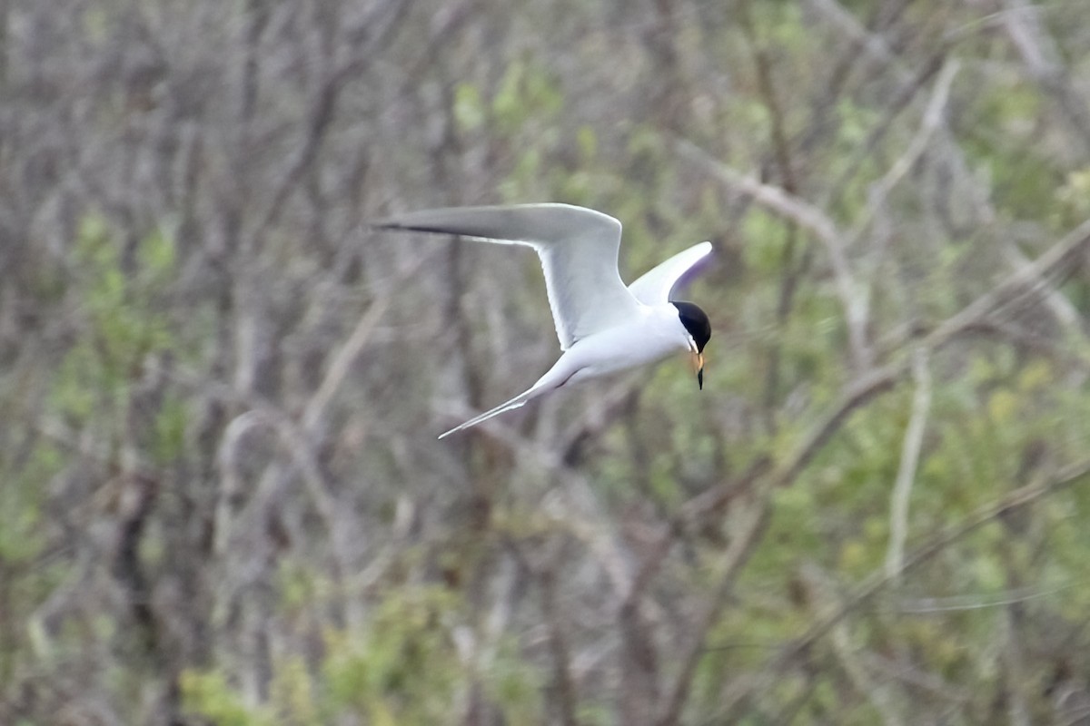 Common Tern - ML620289620