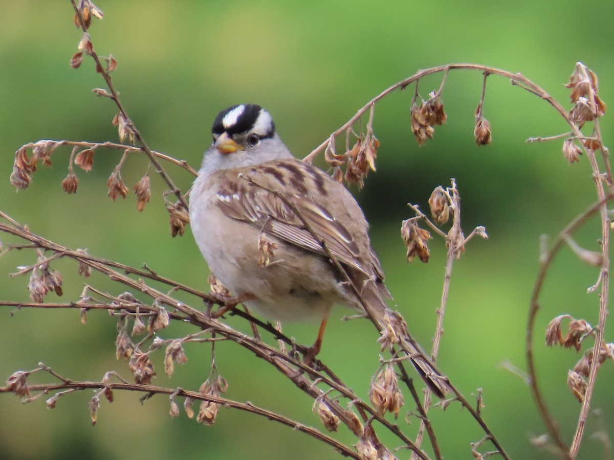 White-crowned Sparrow - ML620289625
