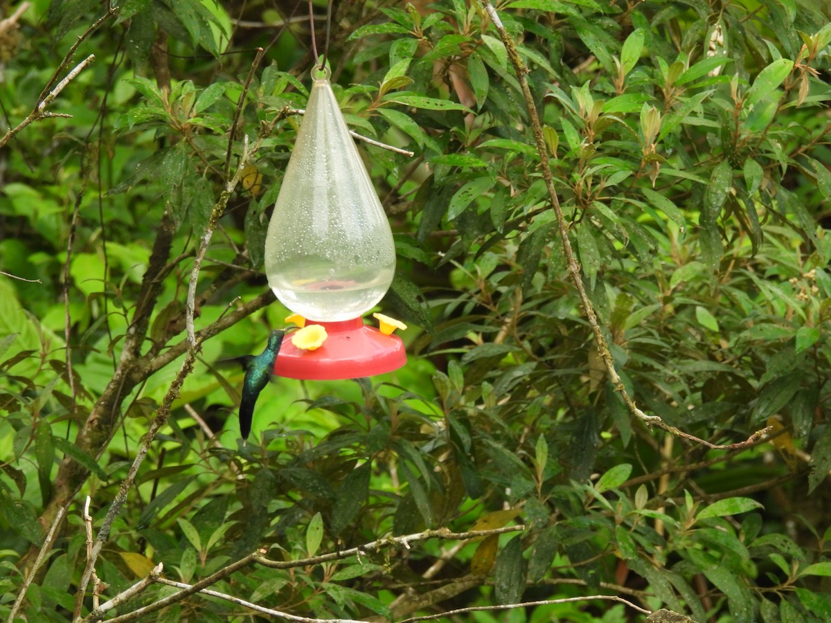 kolibřík šedobřichý - ML620289628