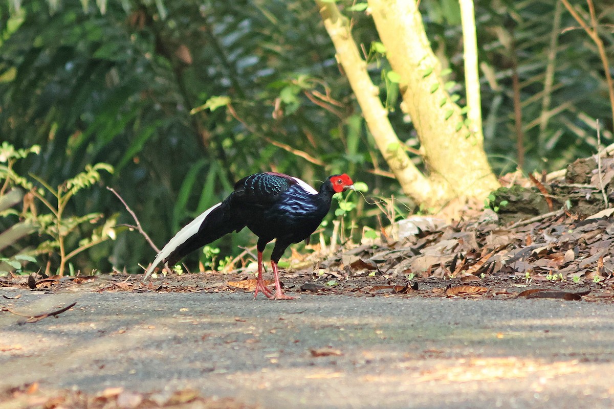 Swinhoe's Pheasant - ML620289629