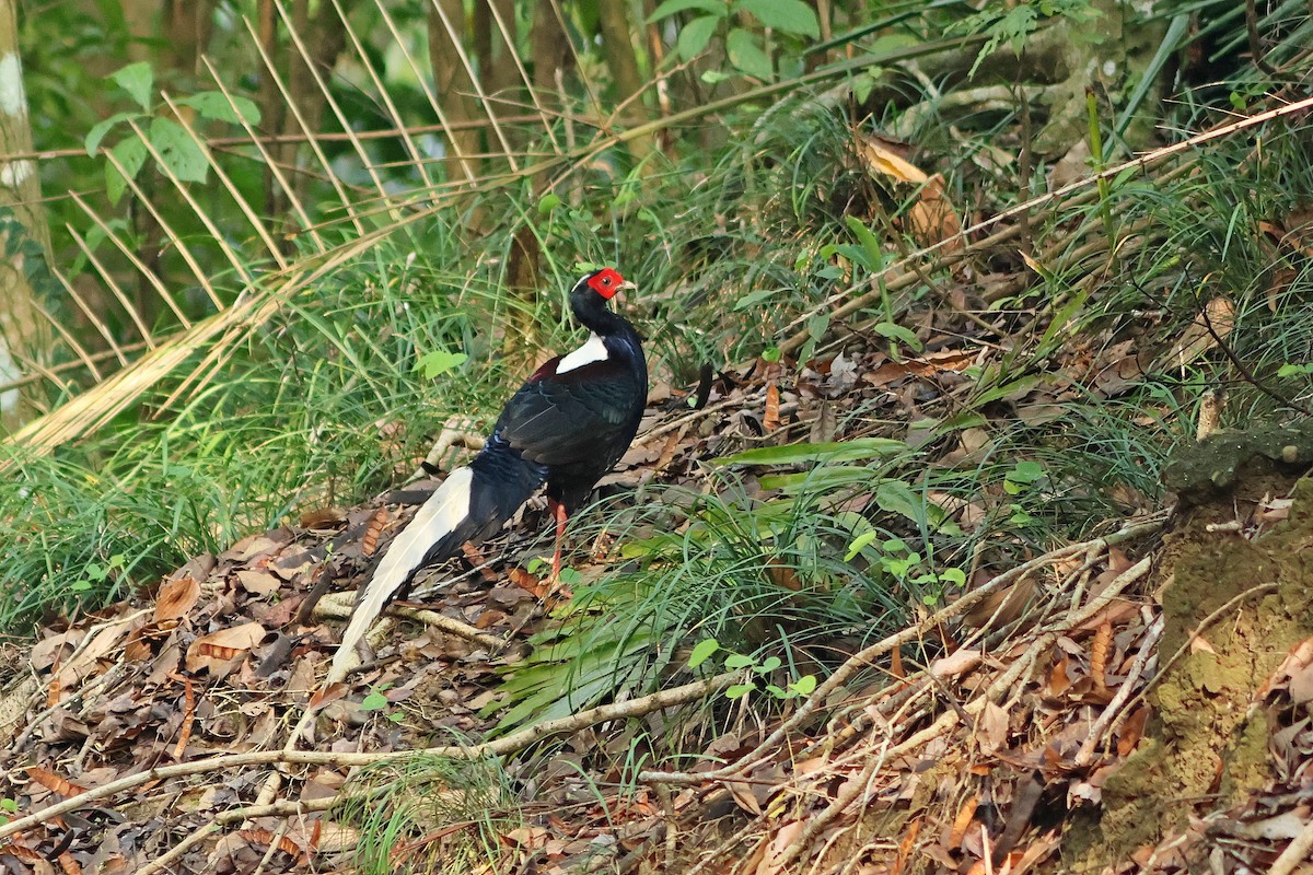 Swinhoe's Pheasant - ML620289630