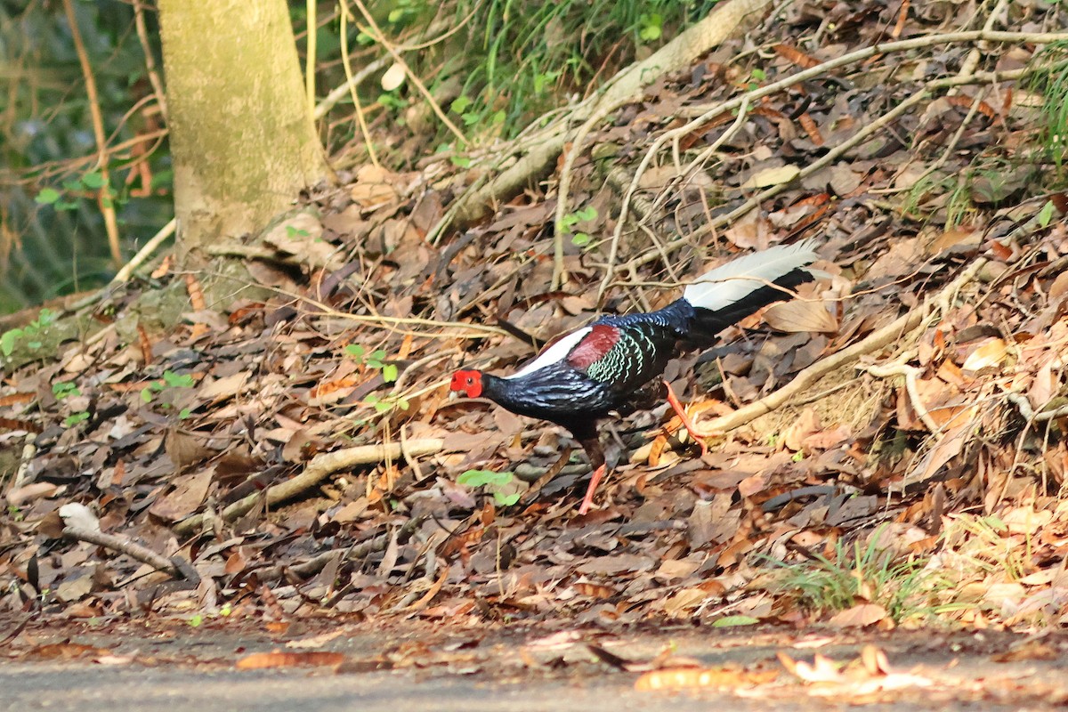 Swinhoe's Pheasant - ML620289631