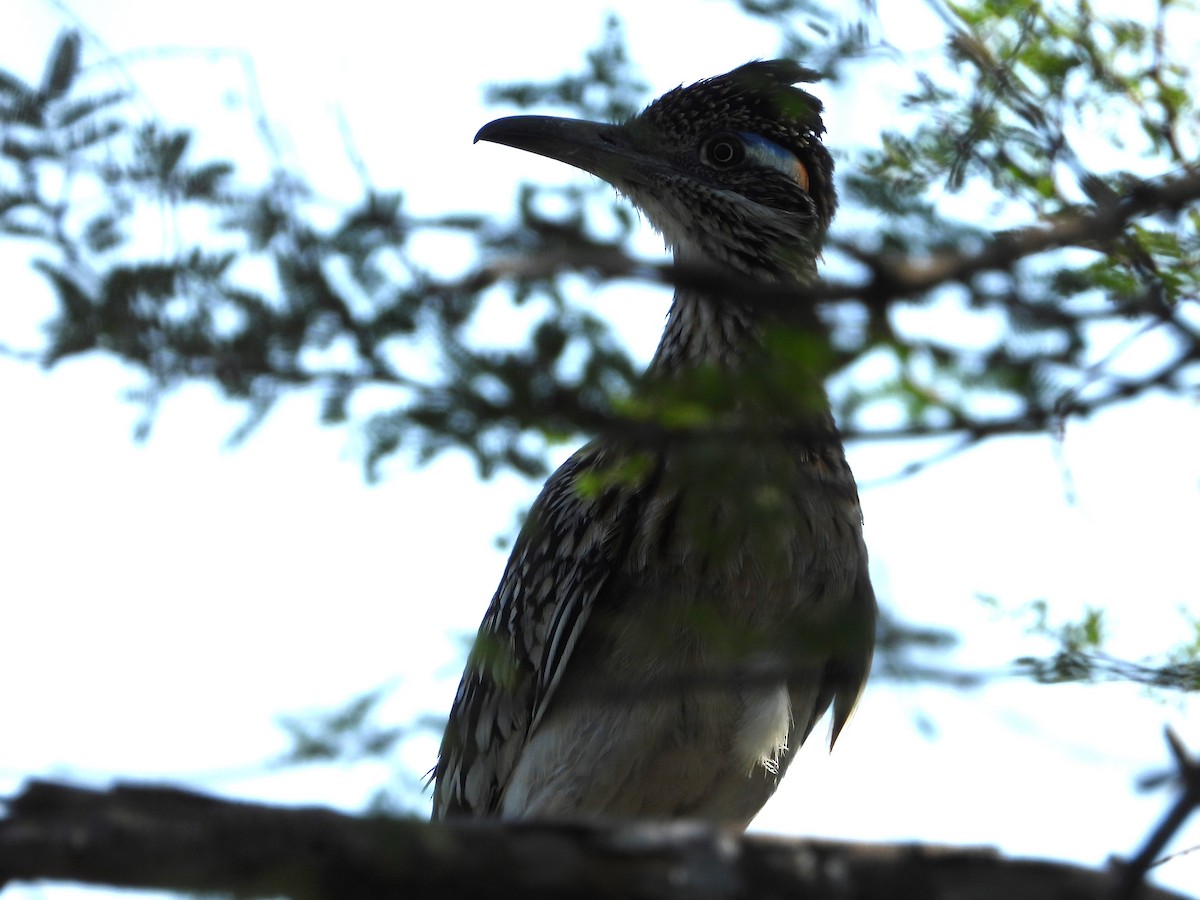 Greater Roadrunner - ML620289635