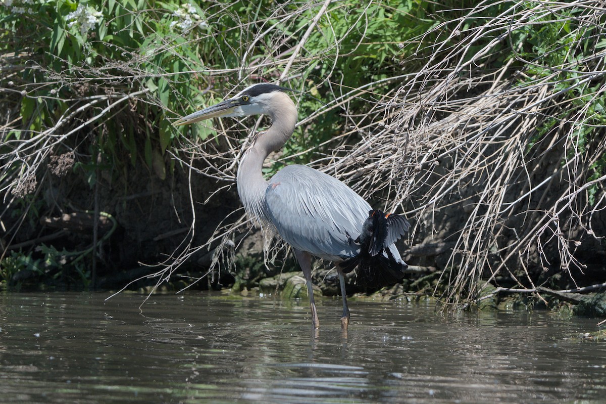 Great Blue Heron - Sean McCann