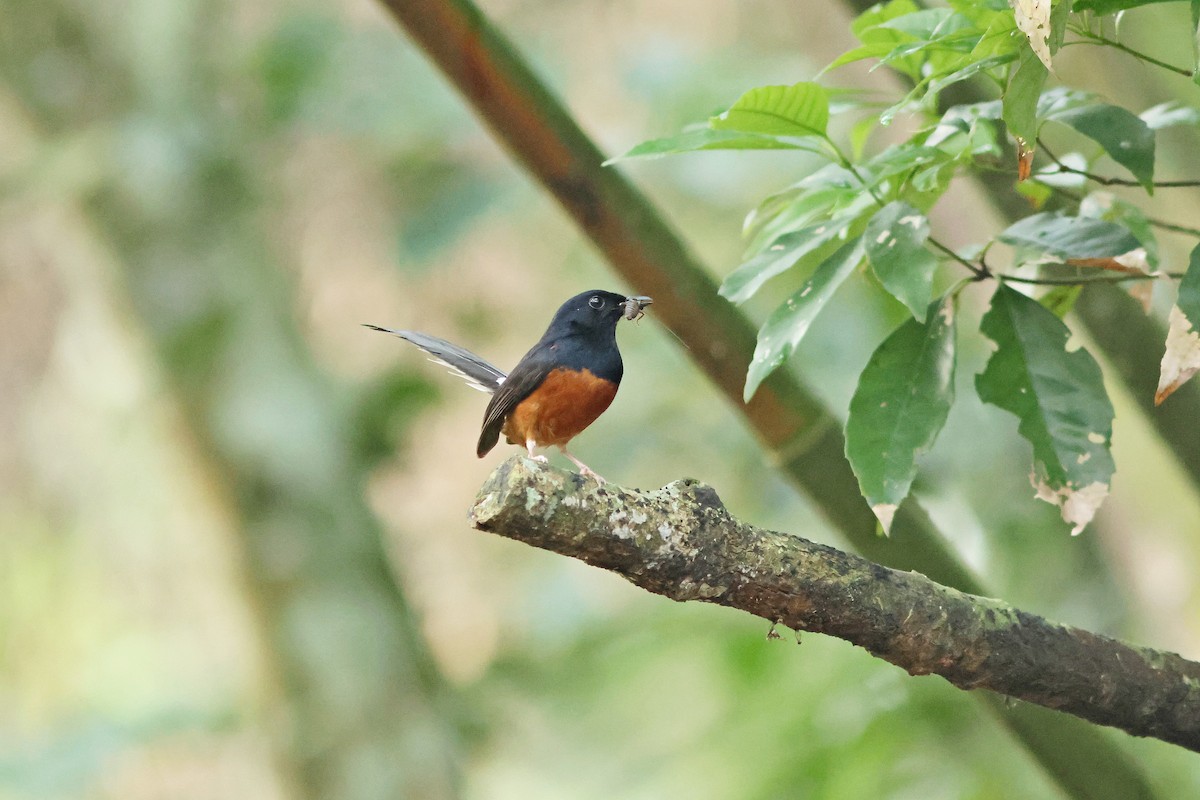 White-rumped Shama - ML620289638