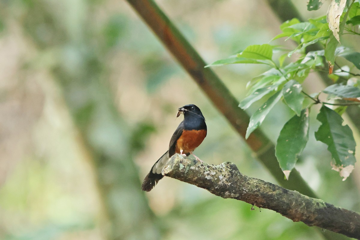 White-rumped Shama - ML620289639