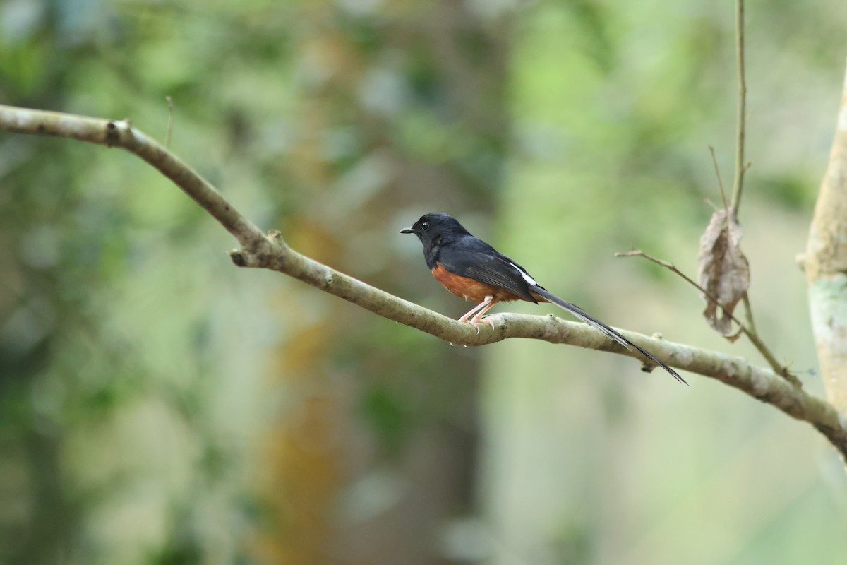 White-rumped Shama - ML620289640