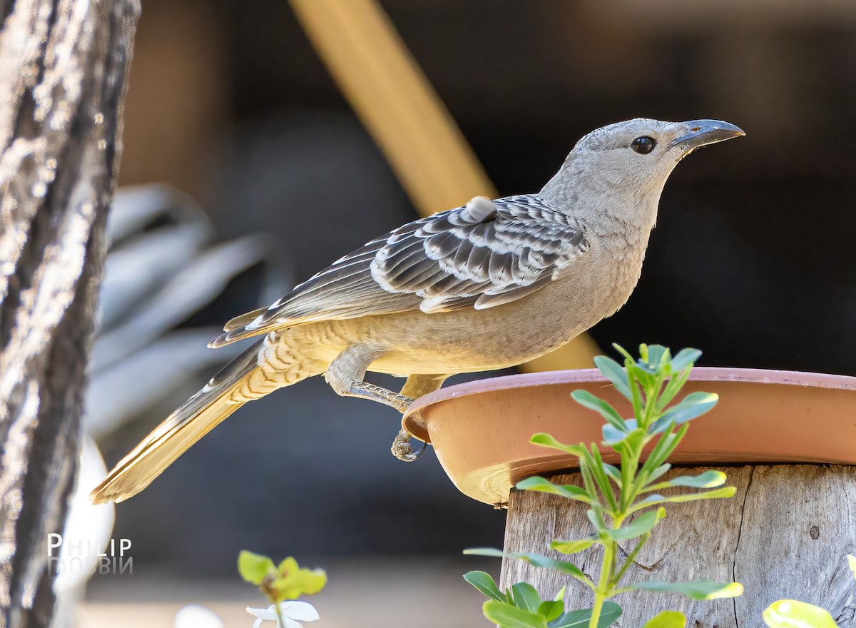 Great Bowerbird - ML620289641