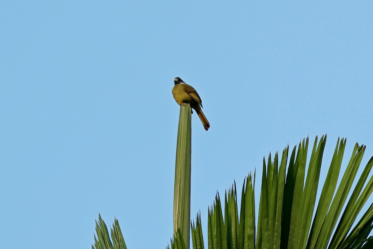 Bulbul Collarejo - ML620289642