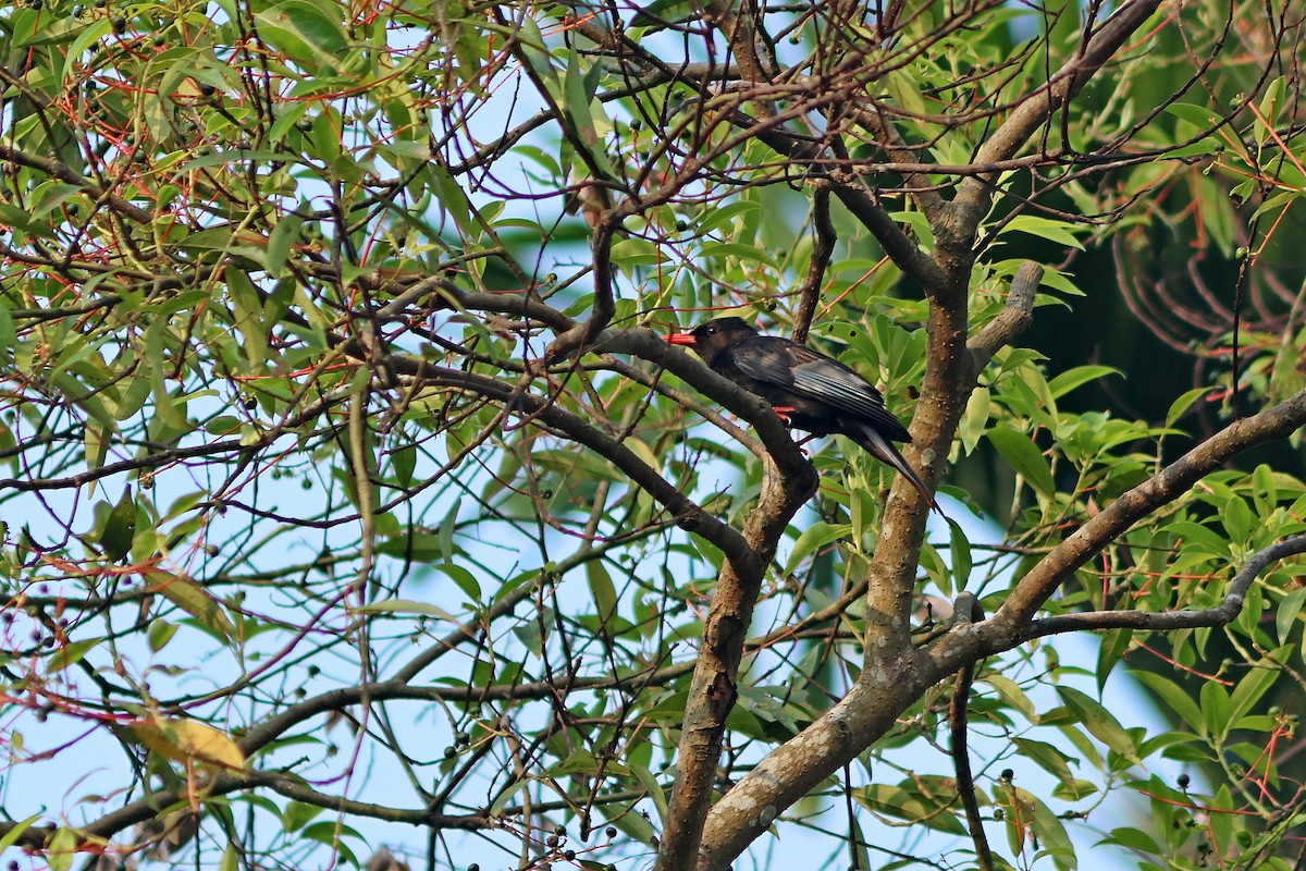 Bulbul Negro - ML620289643