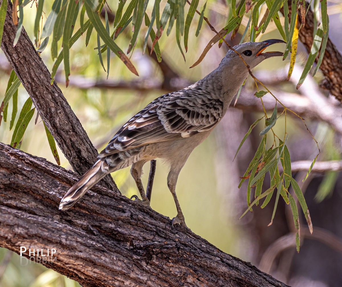 Great Bowerbird - ML620289644