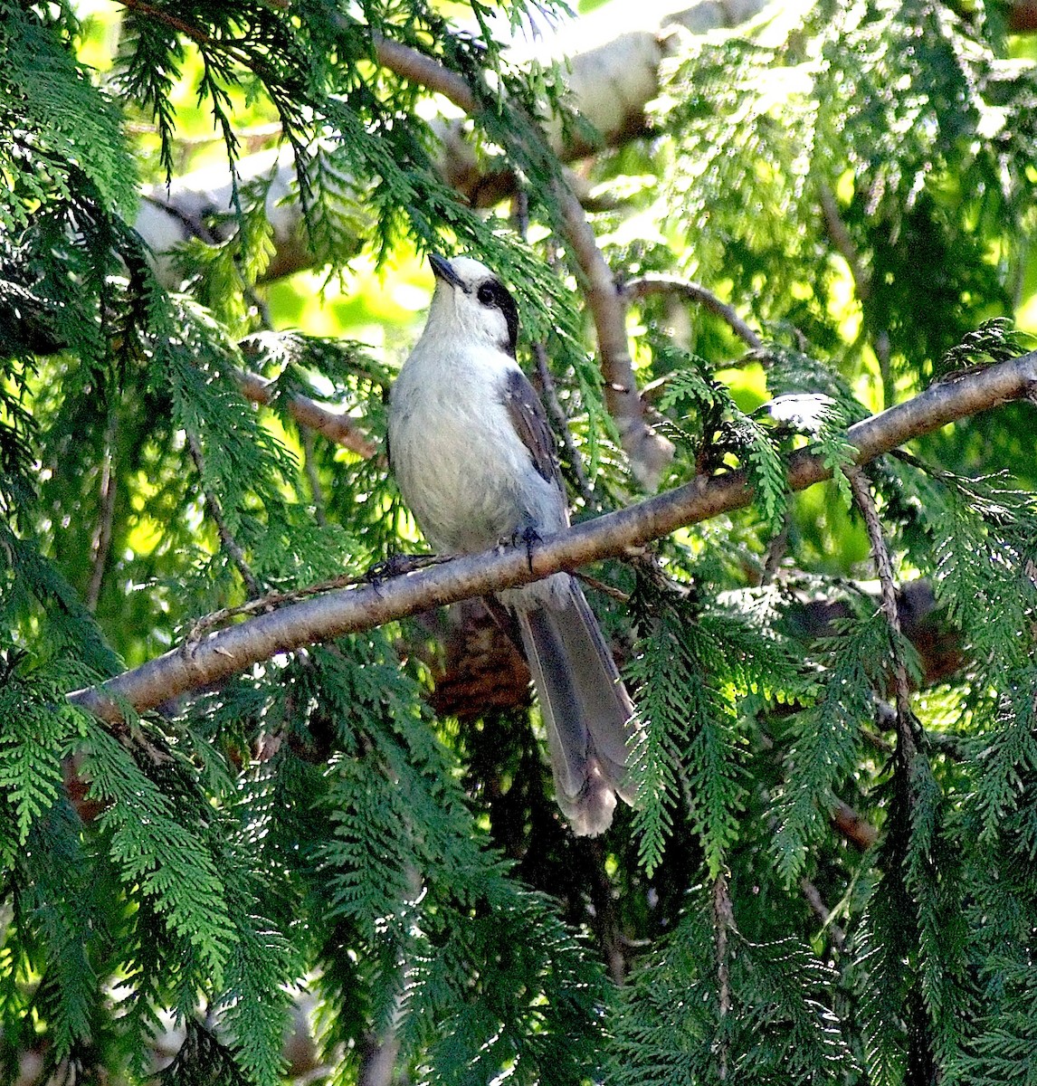 Canada Jay - ML620289648