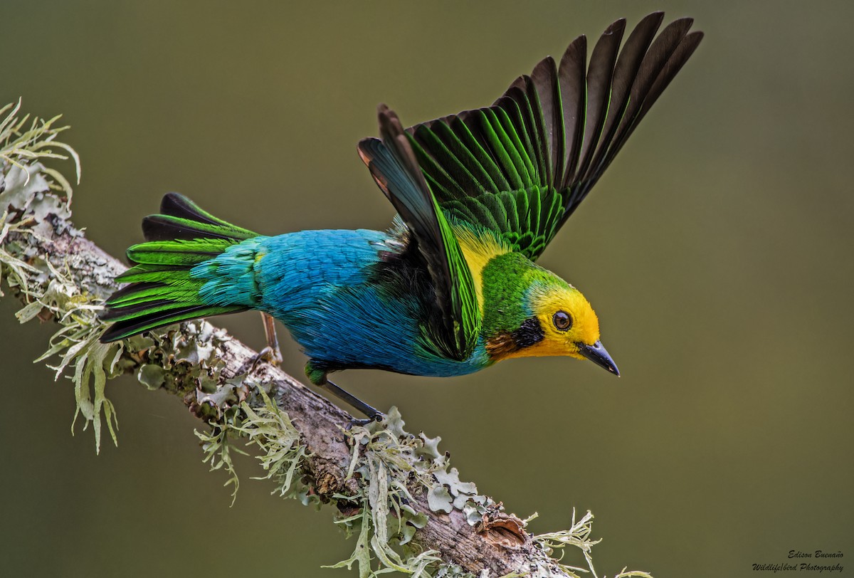 Multicolored Tanager - ML620289650