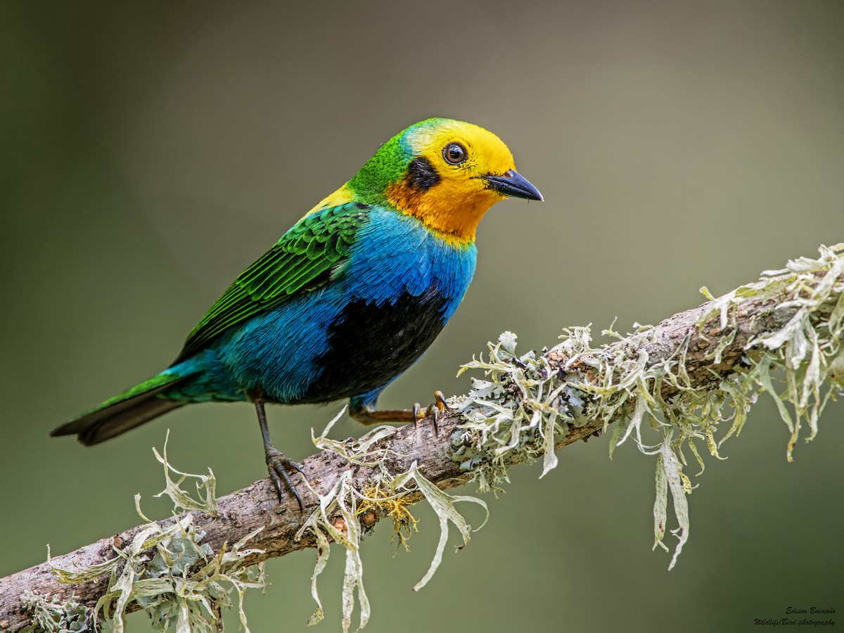 Multicolored Tanager - ML620289651