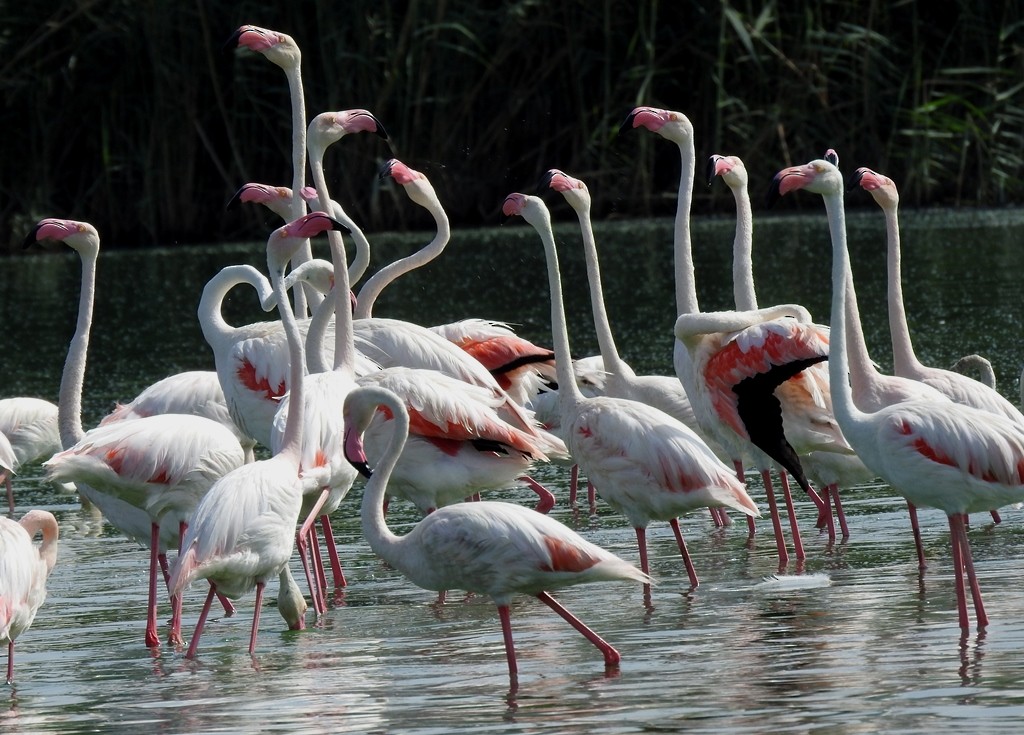 Greater Flamingo - ML620289652