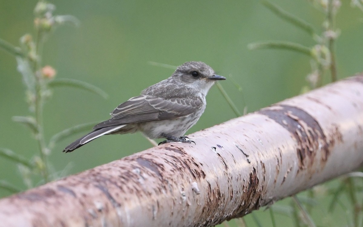 Vermilion Flycatcher - ML620289664