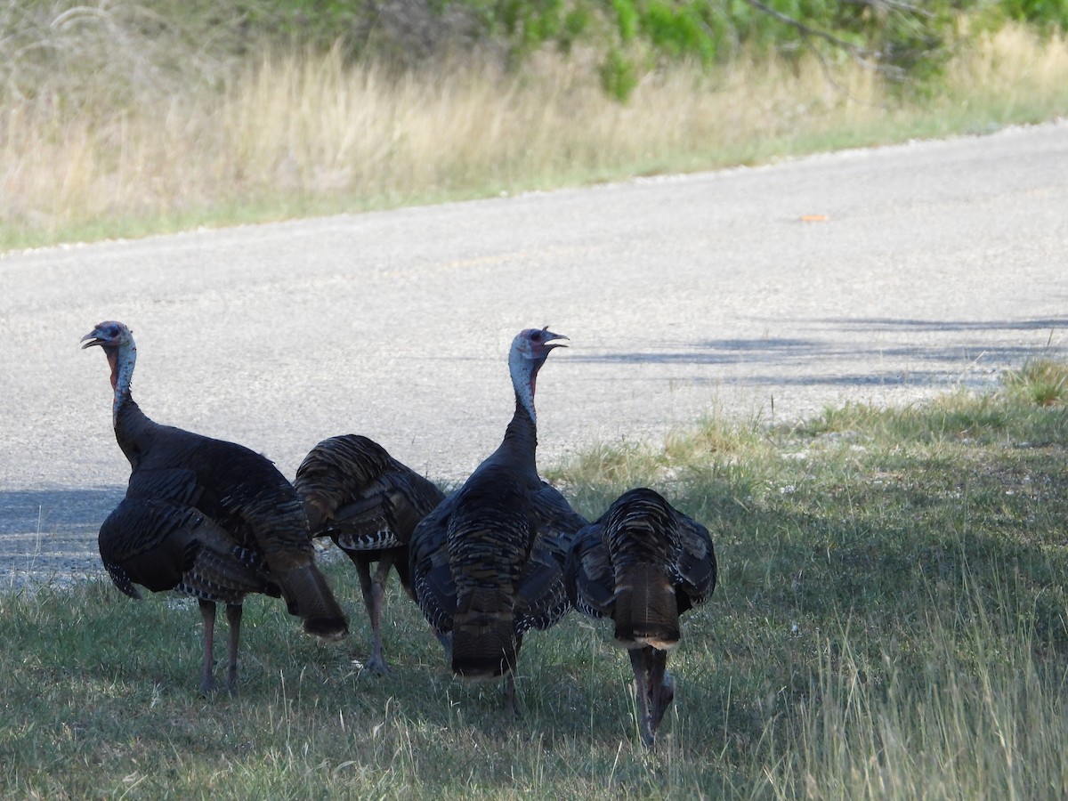 Wild Turkey - ML620289669