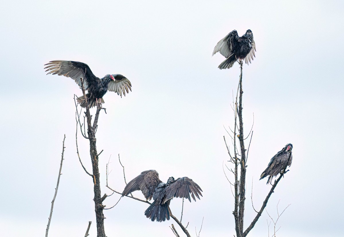 Turkey Vulture - ML620289681