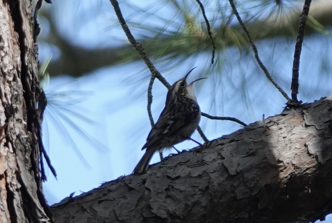 Short-toed Treecreeper - ML620289683